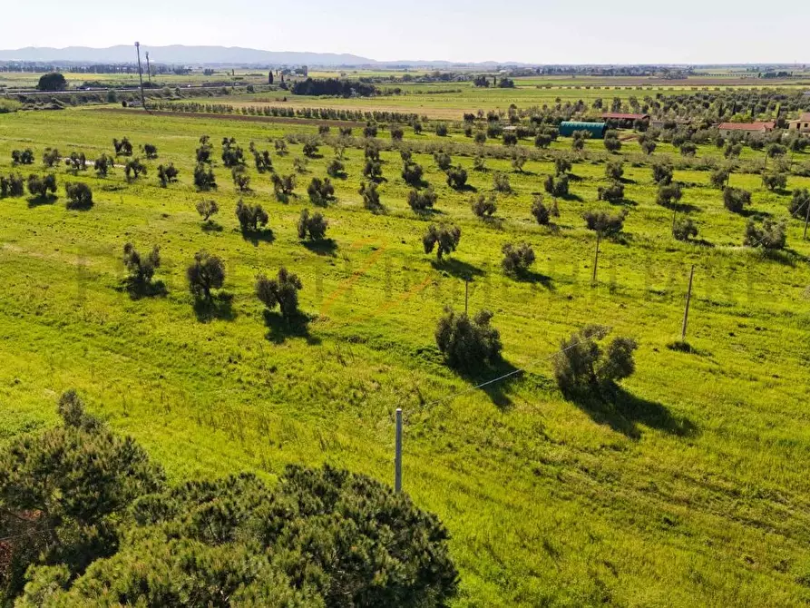 Immagine 4 di Terreno agricolo in vendita  a Piombino
