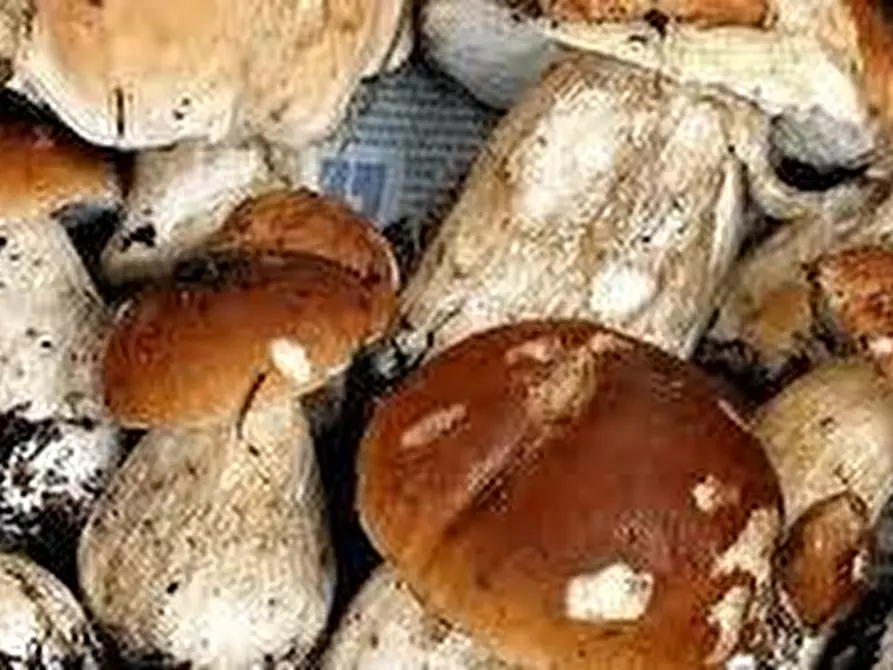 Immagine 12 di Terratetto in vendita  a Capannori