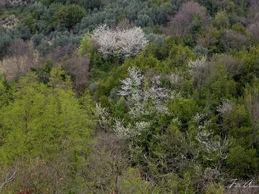 Immagine 18 di Casa colonica in vendita  a Lucca