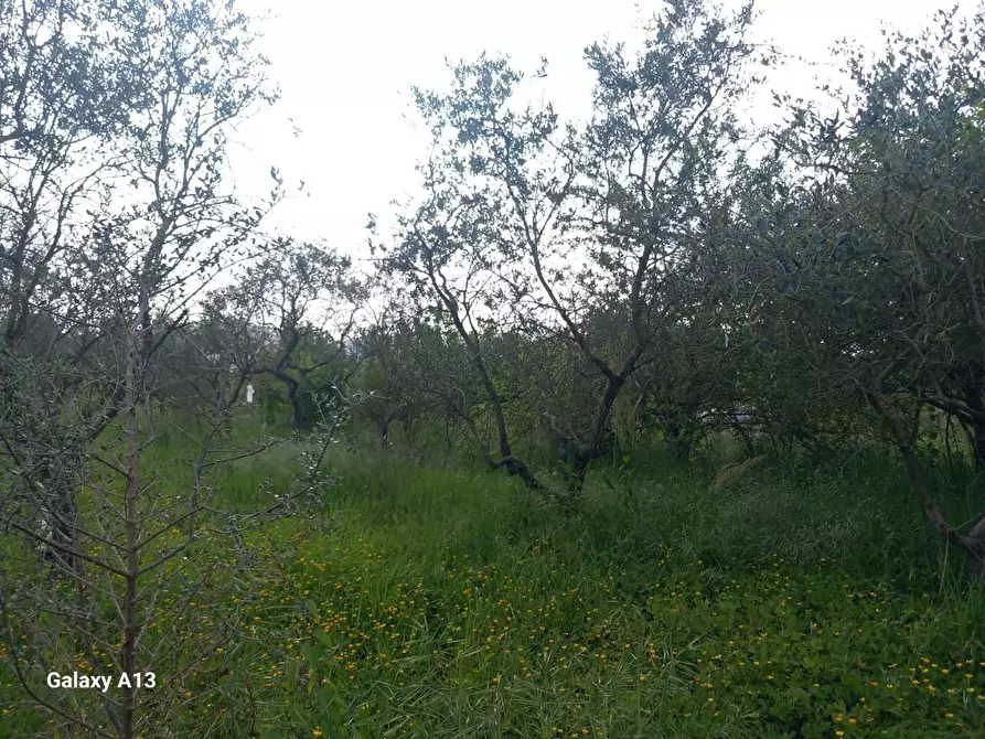 Immagine 19 di Terreno agricolo in vendita  a Castelnuovo Magra