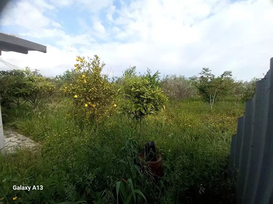 Immagine 11 di Terreno agricolo in vendita  a Castelnuovo Magra