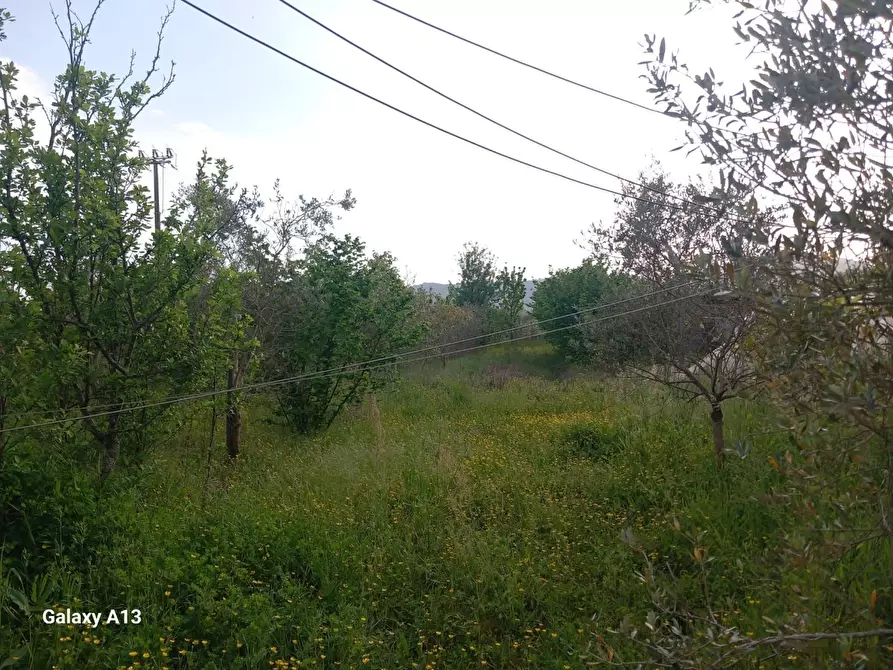Immagine 15 di Terreno agricolo in vendita  a Castelnuovo Magra