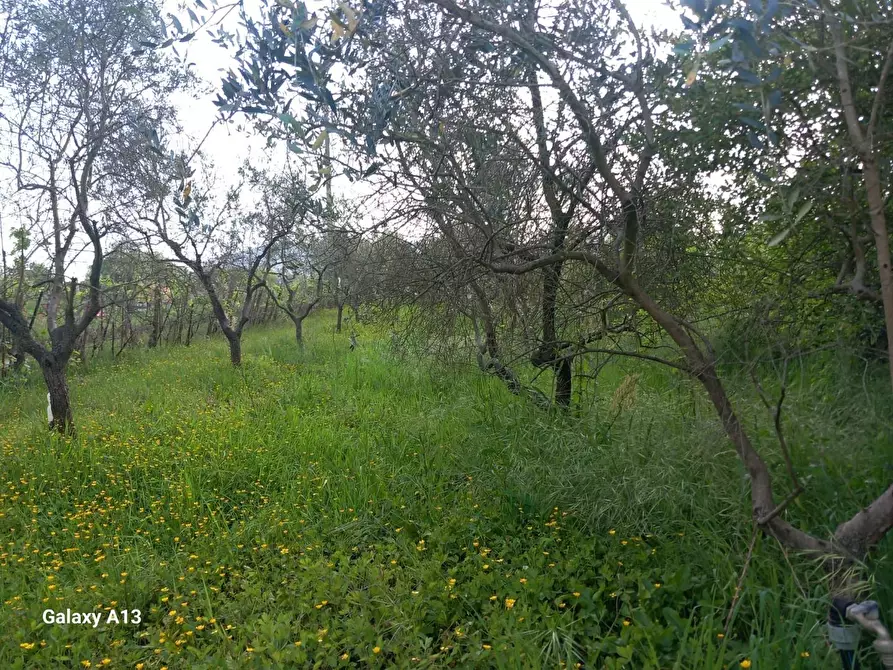 Immagine 13 di Terreno agricolo in vendita  a Castelnuovo Magra