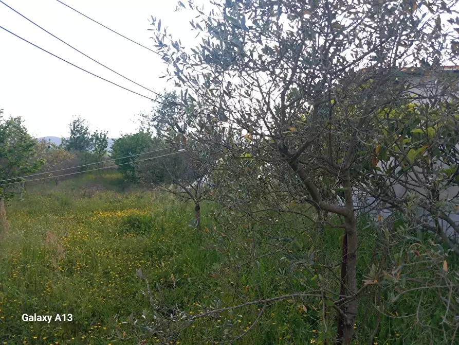 Immagine 17 di Terreno agricolo in vendita  a Castelnuovo Magra