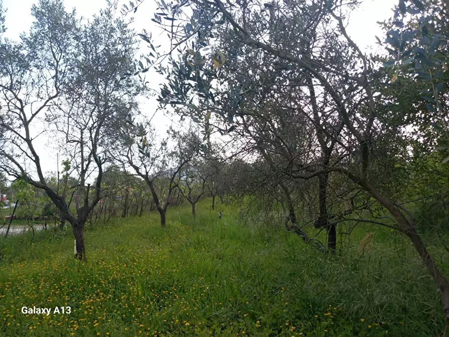 Immagine 14 di Terreno agricolo in vendita  a Castelnuovo Magra