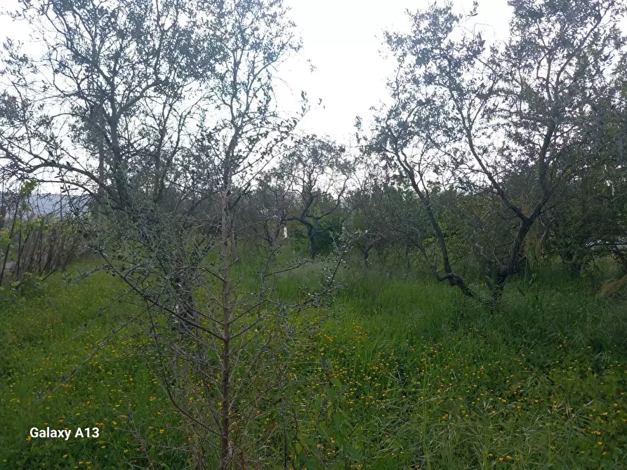 Immagine 18 di Terreno agricolo in vendita  a Castelnuovo Magra
