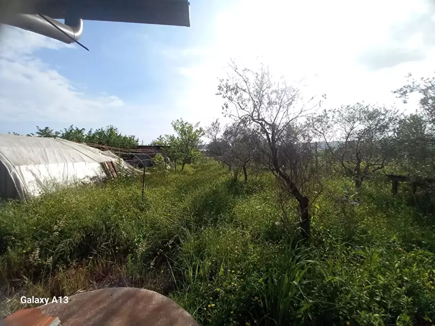 Immagine 4 di Terreno agricolo in vendita  a Castelnuovo Magra