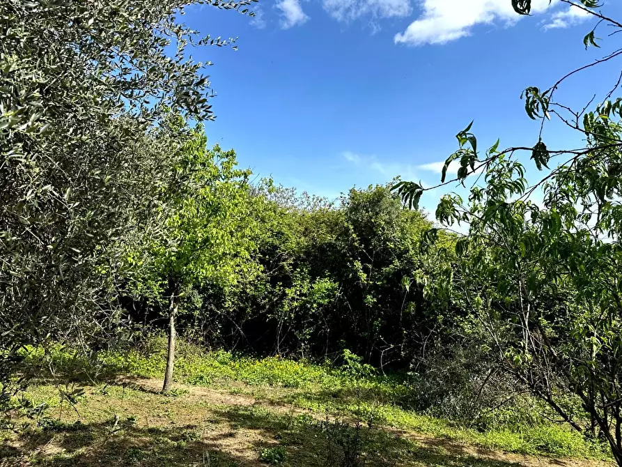 Immagine 32 di Casa colonica in vendita  a Pescia