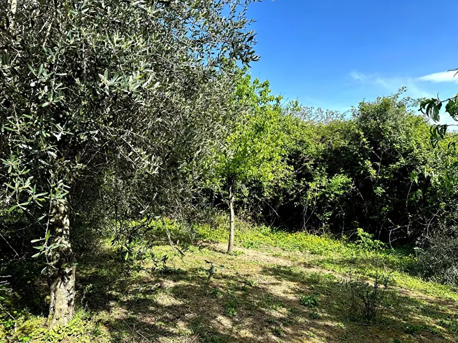 Immagine 31 di Casa colonica in vendita  a Pescia