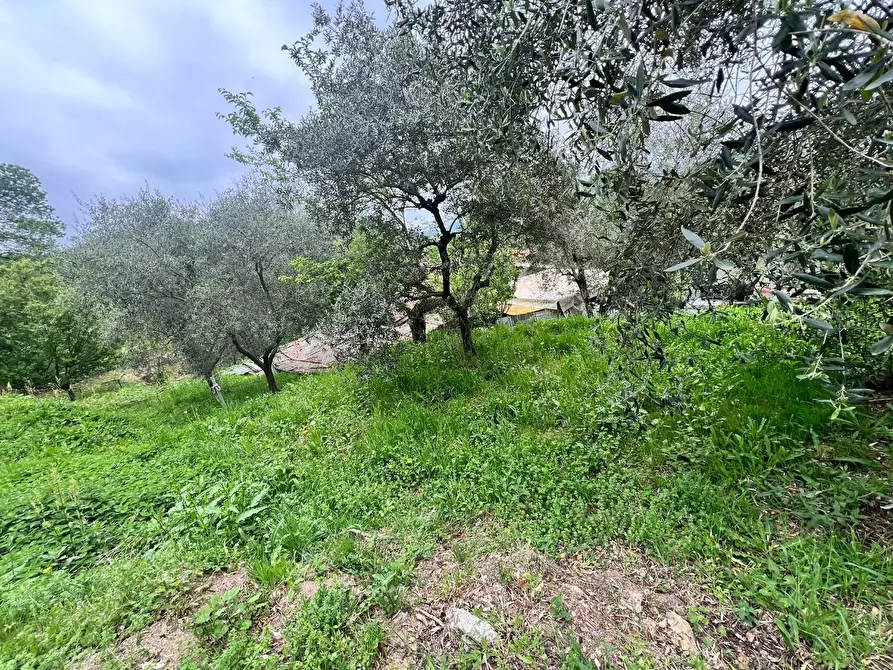 Immagine 29 di Villa in vendita  a Capannori