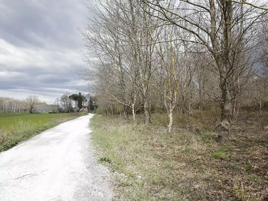 Immagine 41 di Casa colonica in vendita  a Fauglia