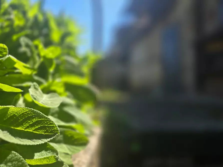 Immagine 3 di Appartamento in vendita  a Sovicille