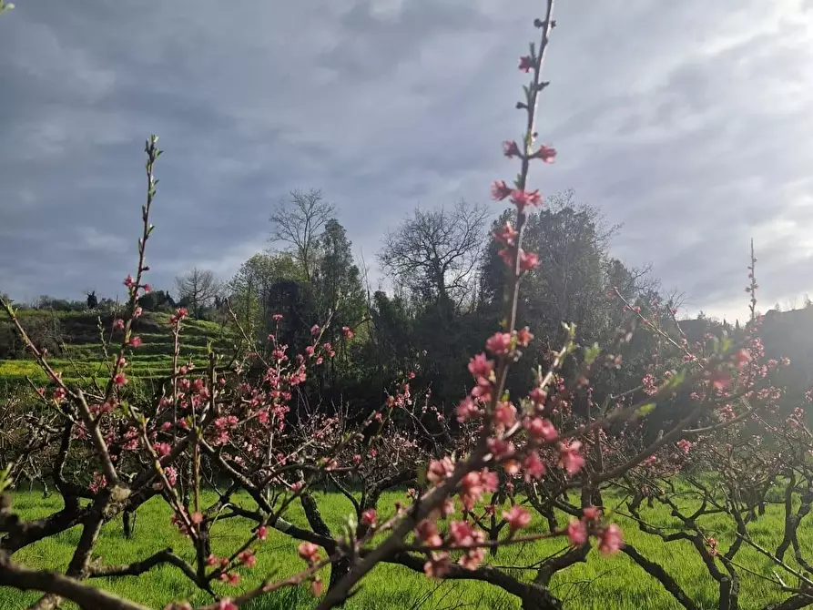 Immagine 1 di Terreno agricolo in vendita  a Casciana Terme Lari