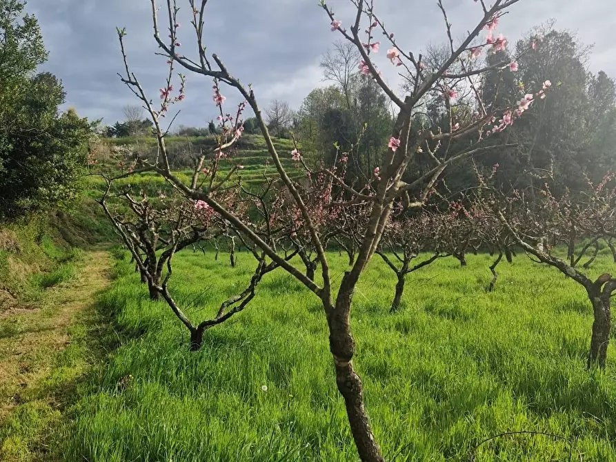 Immagine 10 di Terreno agricolo in vendita  a Casciana Terme Lari