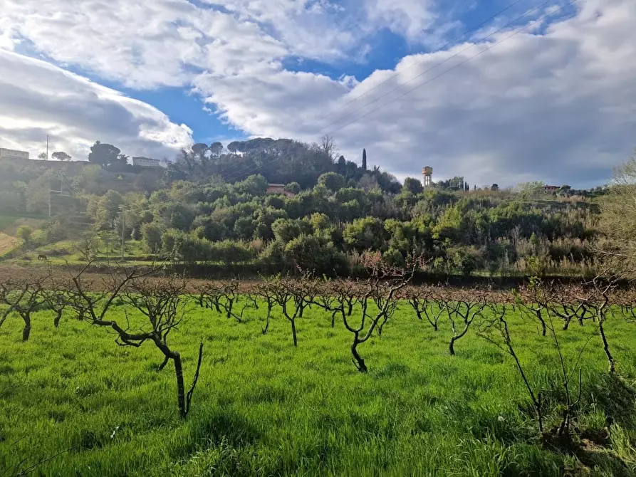 Immagine 5 di Terreno agricolo in vendita  a Casciana Terme Lari
