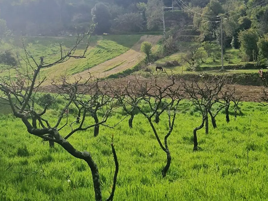 Immagine 9 di Terreno agricolo in vendita  a Casciana Terme Lari