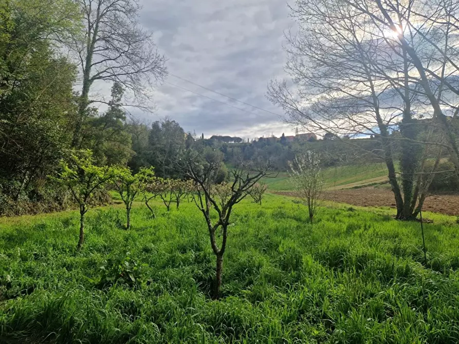 Immagine 8 di Terreno agricolo in vendita  a Casciana Terme Lari