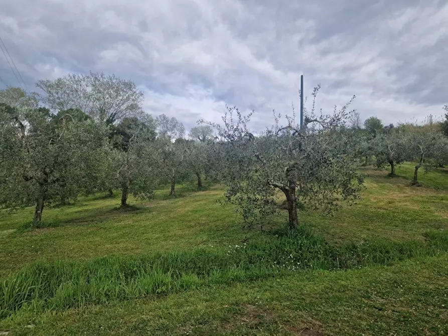 Immagine 3 di Terreno agricolo in vendita  a Casciana Terme Lari