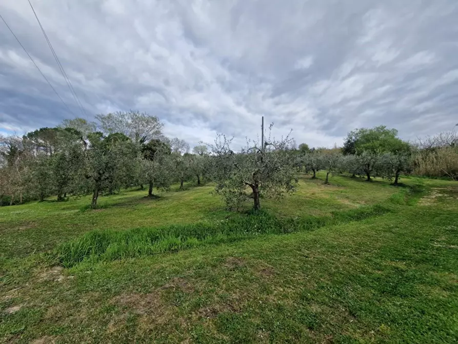 Immagine 2 di Terreno agricolo in vendita  a Casciana Terme Lari