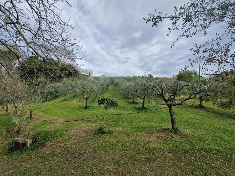 Immagine 4 di Terreno agricolo in vendita  a Casciana Terme Lari