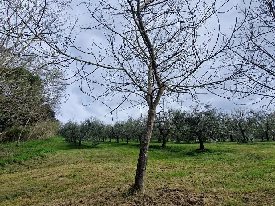 Immagine 6 di Terreno agricolo in vendita  a Casciana Terme Lari