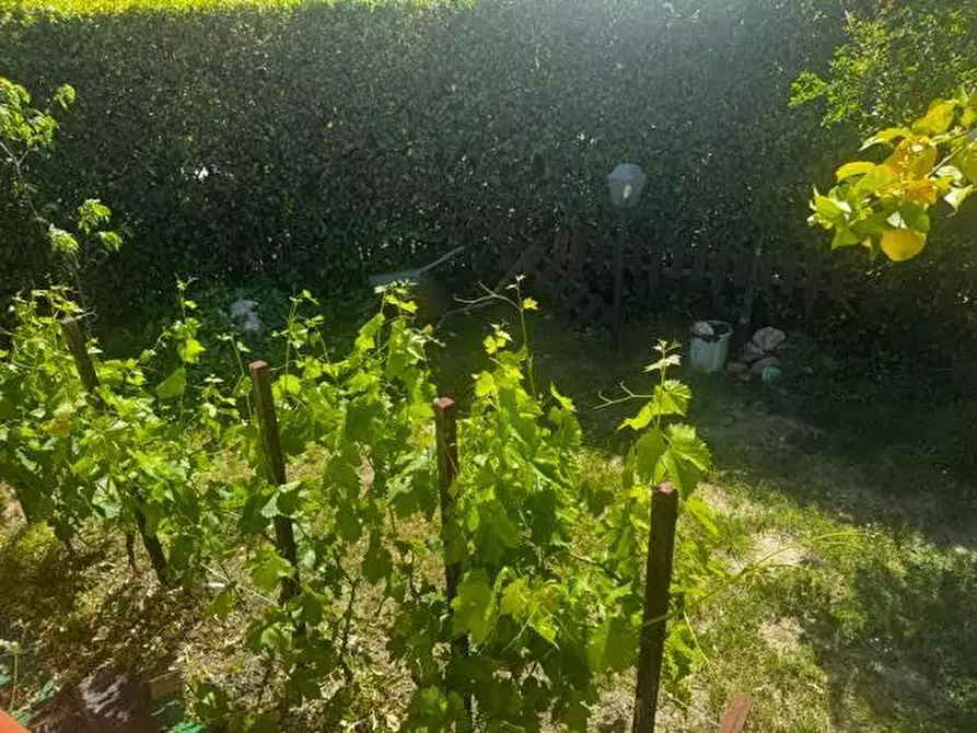 Immagine 4 di Villetta a schiera in vendita  a Calci
