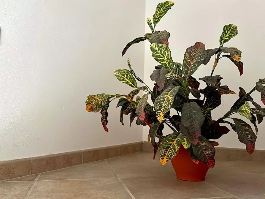 Immagine 23 di Appartamento in vendita  a Massa