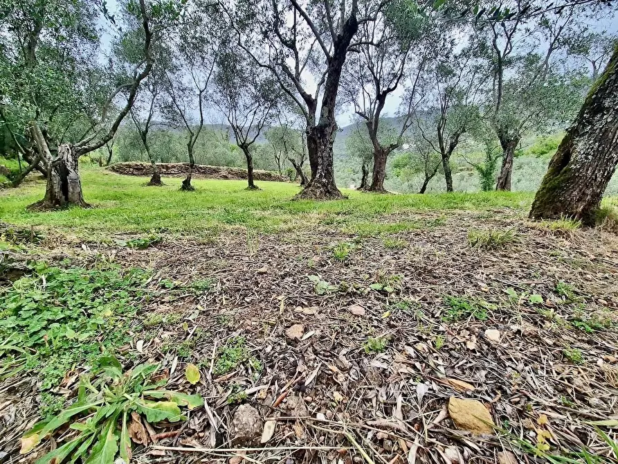 Immagine 35 di Villa in vendita  a Calci