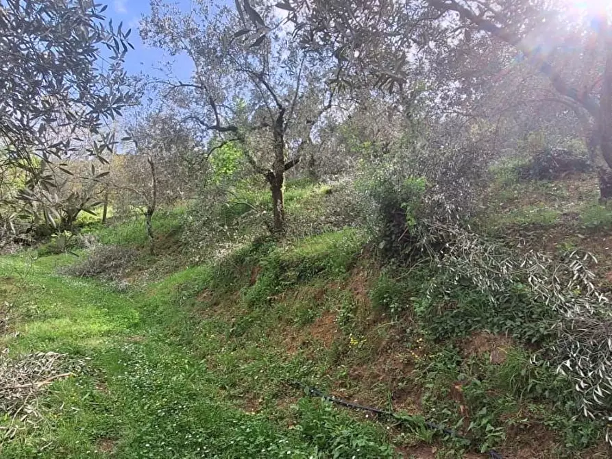 Immagine 2 di Terreno agricolo in vendita  a Lucca