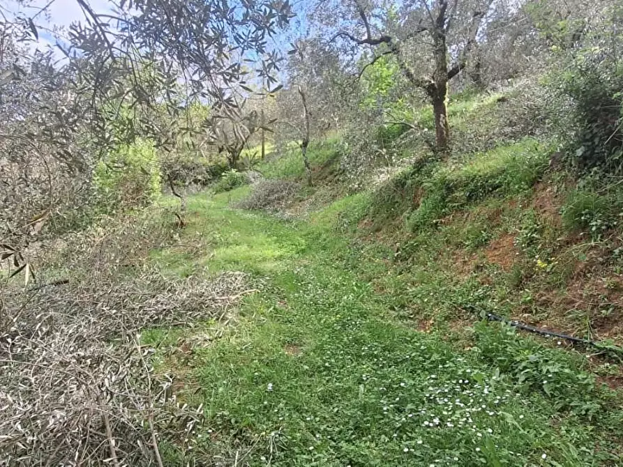 Immagine 6 di Terreno agricolo in vendita  a Lucca