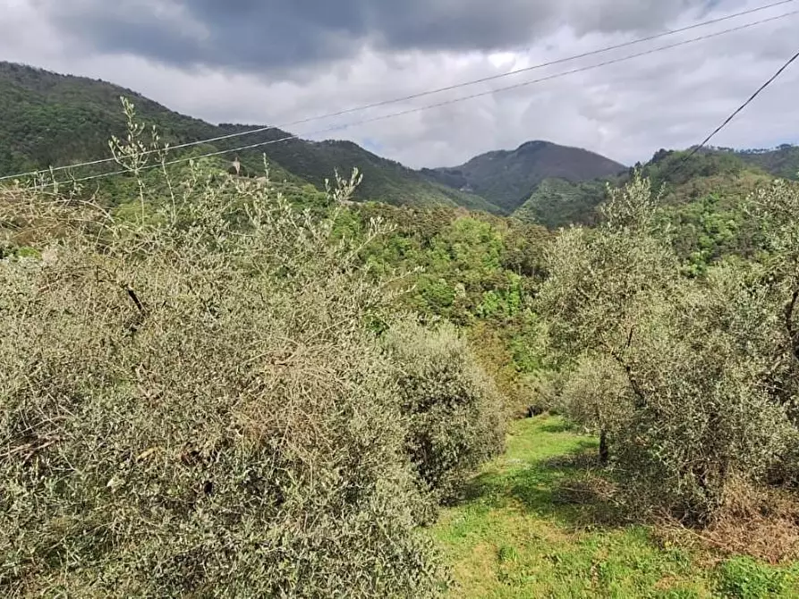 Immagine 3 di Terreno agricolo in vendita  a Lucca