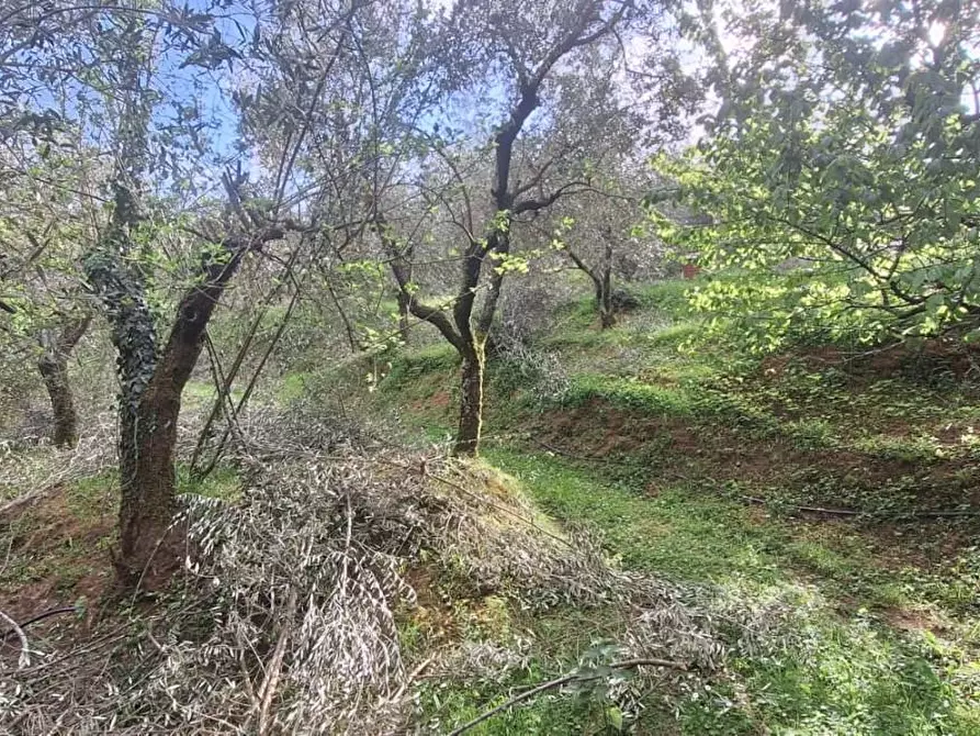 Immagine 1 di Terreno agricolo in vendita  a Lucca