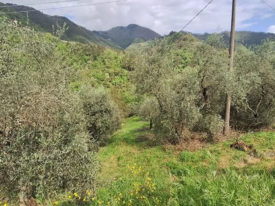 Immagine 4 di Terreno agricolo in vendita  a Lucca