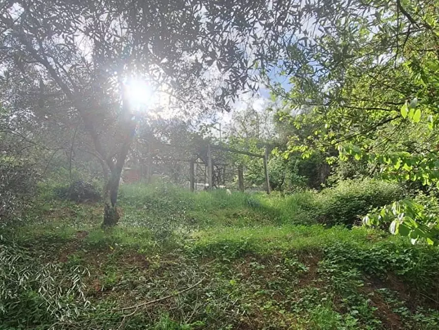 Immagine 5 di Terreno agricolo in vendita  a Lucca