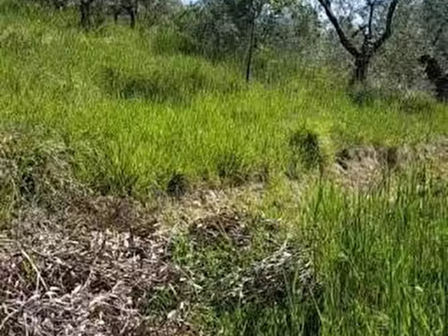 Immagine 6 di Terreno agricolo in vendita  a Empoli