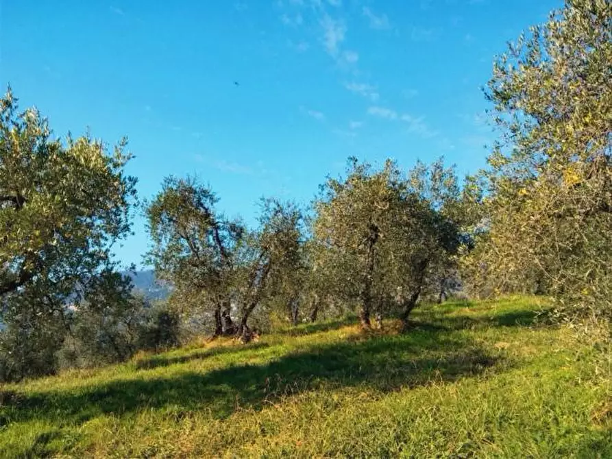 Immagine 1 di Terreno agricolo in vendita  a Empoli