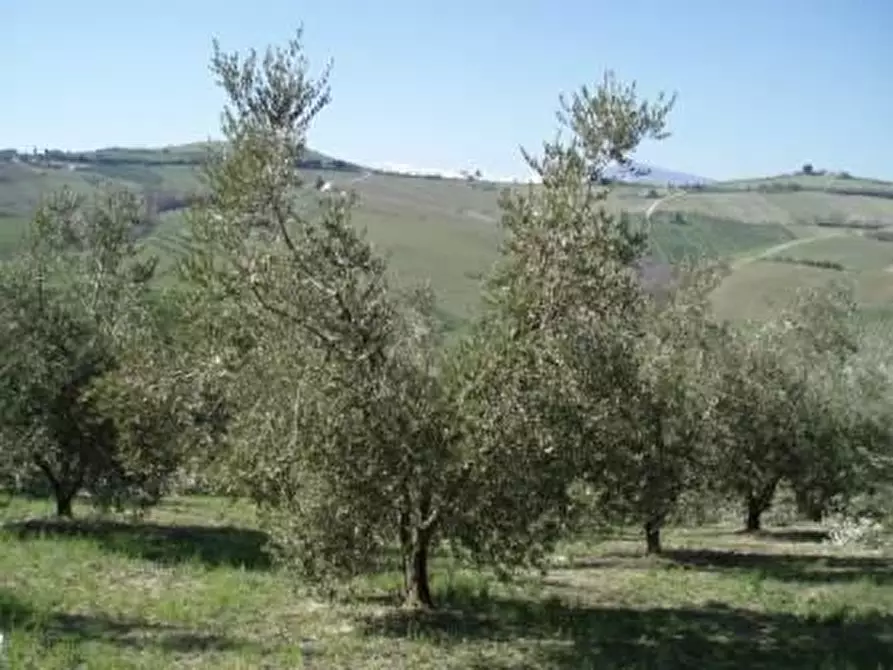 Immagine 3 di Terreno agricolo in vendita  a Empoli