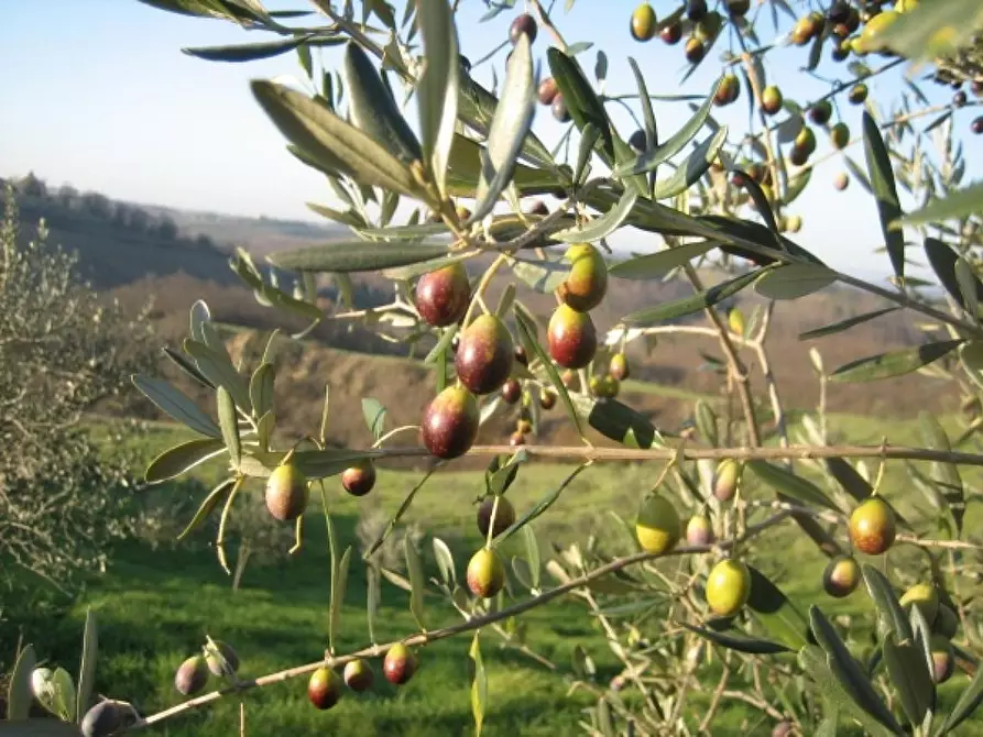 Immagine 4 di Terreno agricolo in vendita  a Empoli