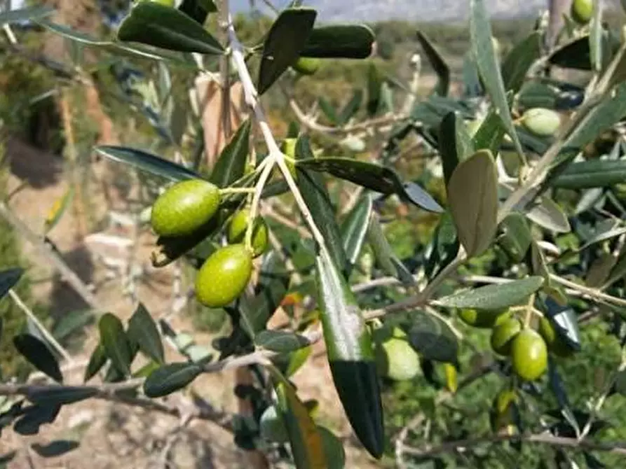 Immagine 5 di Terreno agricolo in vendita  a Empoli