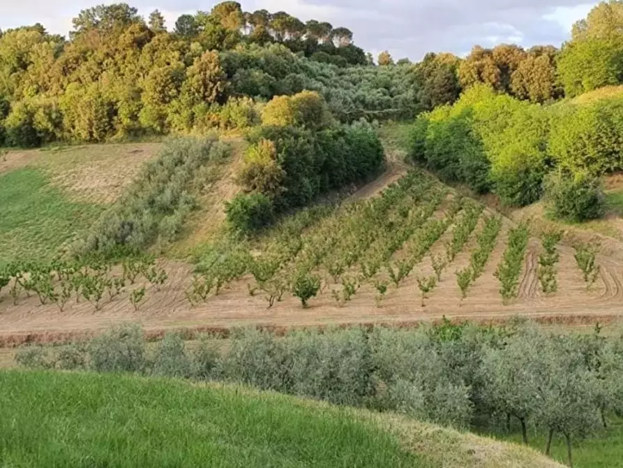 Immagine 3 di Casa colonica in vendita  a Casciana Terme Lari