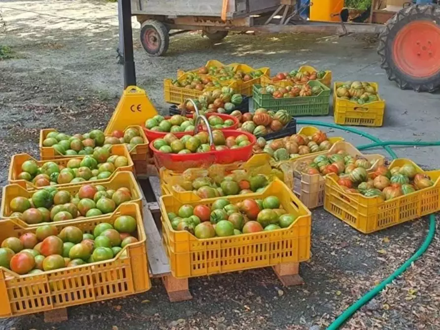 Immagine 6 di Casa colonica in vendita  a Casciana Terme Lari