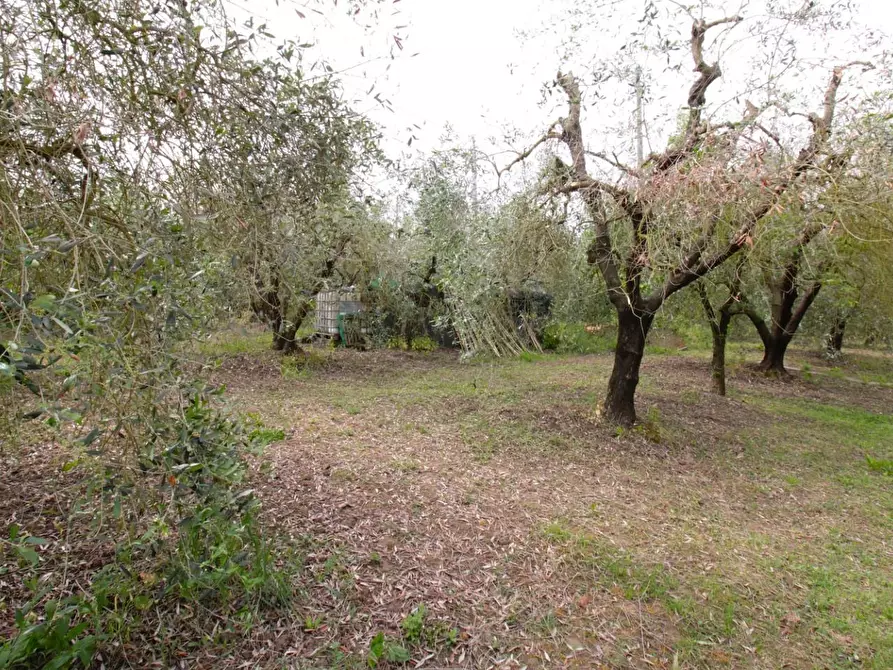 Immagine 54 di Casa quadrifamiliare in vendita  a Peccioli