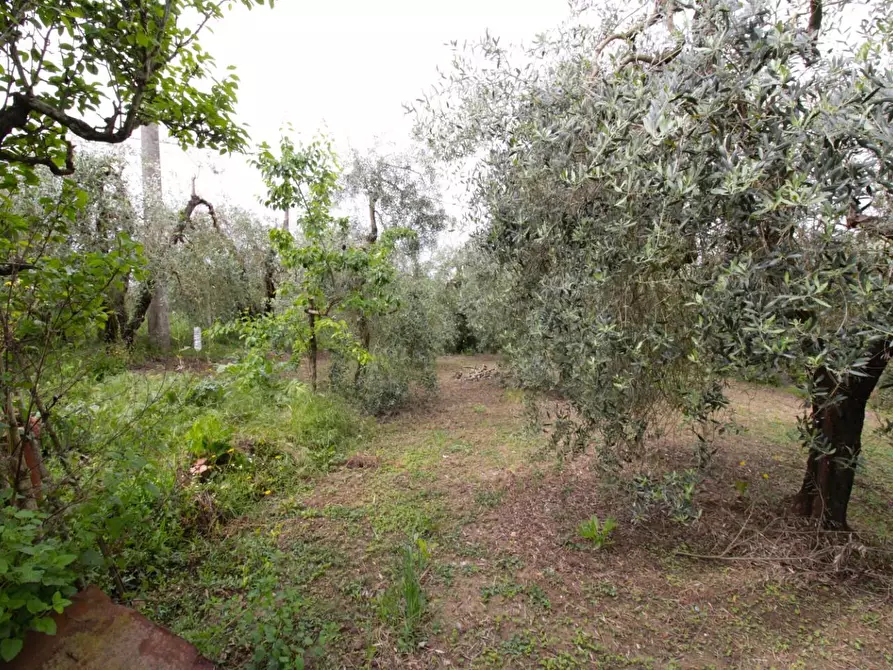Immagine 56 di Casa quadrifamiliare in vendita  a Peccioli