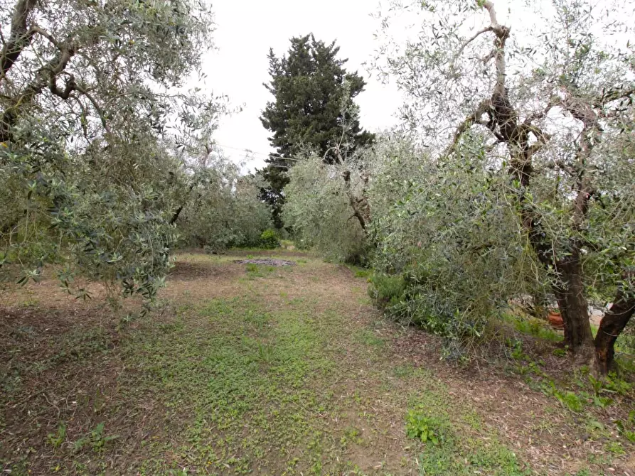 Immagine 57 di Casa quadrifamiliare in vendita  a Peccioli