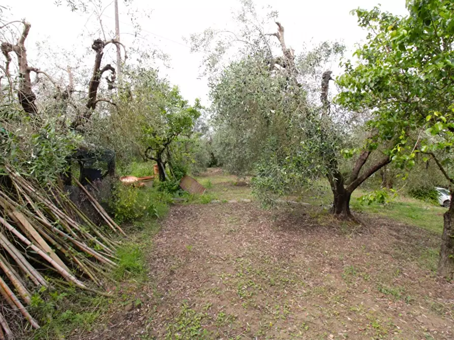 Immagine 55 di Casa quadrifamiliare in vendita  a Peccioli