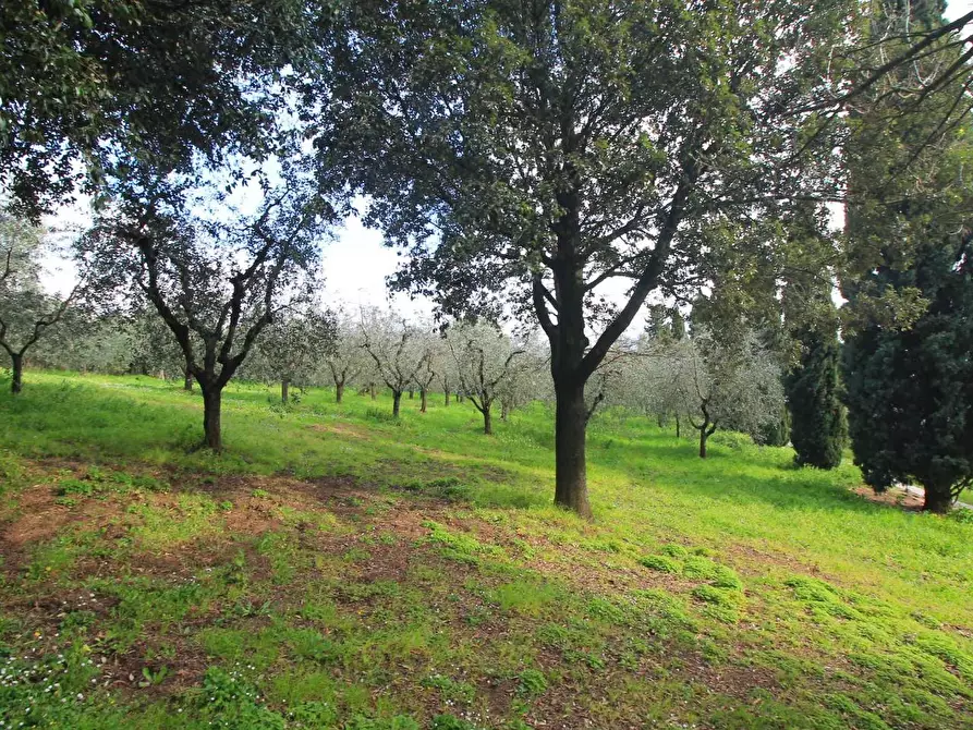 Immagine 23 di Casa colonica in vendita  a Vinci