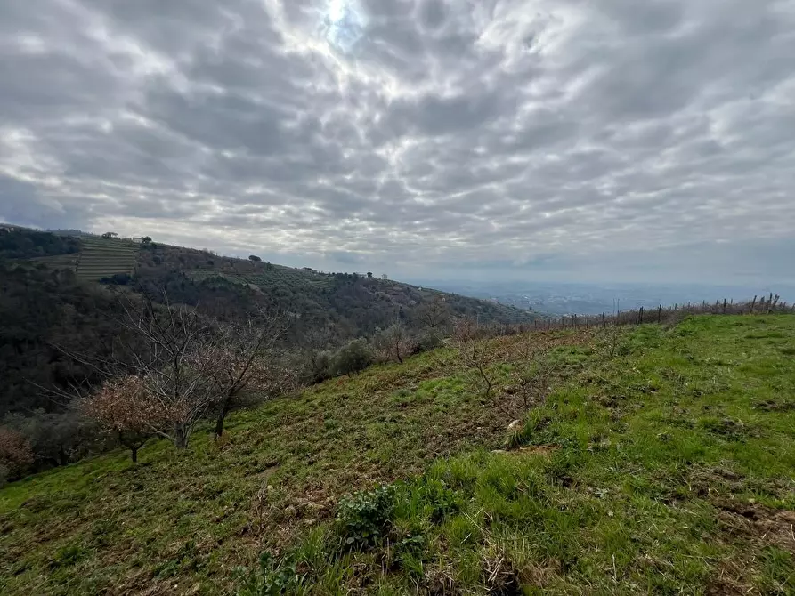 Immagine 57 di Casa colonica in vendita  a Vinci