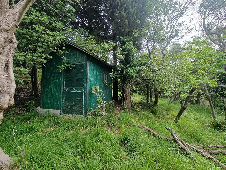 Immagine 7 di Terreno agricolo in vendita  a Ortonovo