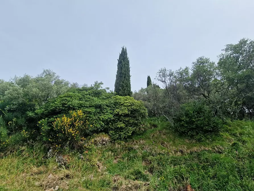 Immagine 2 di Terreno agricolo in vendita  a Ortonovo