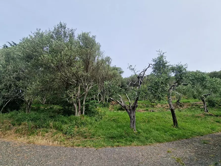 Immagine 4 di Terreno agricolo in vendita  a Ortonovo